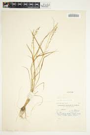 Image result for Trichoneura grandiglumis