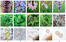 Image result for Lamiaceae