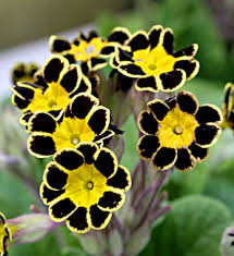 The varieties that are for light shade to shade thrive best with some summer moisture, although they don't need frequent watering. Primula Polyantha Victoriana Gold Laced Black Buy Online At Annie S Annuals