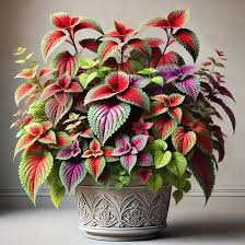 Image result for Coleus sylvestris