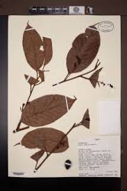 Image result for Coula