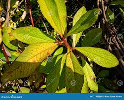 Image result for Euphorbia grantii