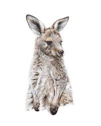 Kangaroo Print A3 Australian Animal Nursery Print Etsy Baby Animal Art Kangaroo Art Nursery Animal Prints