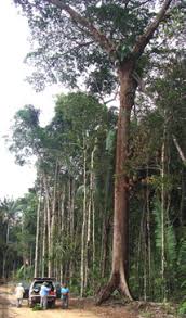 Image result for Mimosa mossambicensis