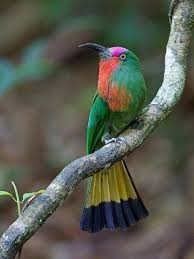 kizil sakalli ari yiyenim hayvan hayvanlar hayvan resimleri