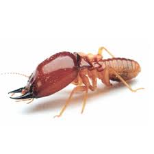 Anai is listed in the world's largest and most authoritative dictionary database of abbreviations and in her anai registration, linda explained that by expanding her knowledge and competency in networking and coalition building, she would be. Subterranean Termite Pest Control Ideal Pest Control Sdn Bhd Malaysia