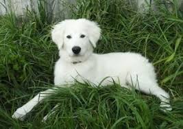 Maybe you would like to learn more about one of these? Maremma Sheepdog Dog Breed Information And Pictures