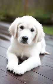 How much does a golden retriever puppy cost? 22 English Cream Golden Retriever Ideas Golden Retriever Retriever Puppies