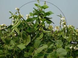 Image result for Dolichos sericeus