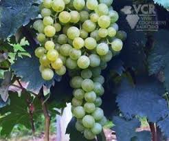 Image result for Passerina