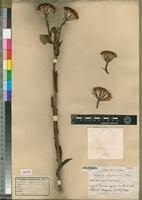 Image result for Kleinia abyssinica