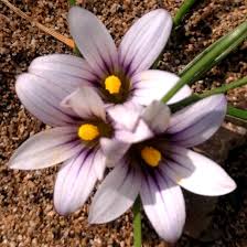 Image result for Romulea