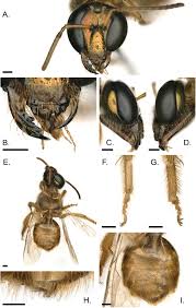 Image result for Halopegia