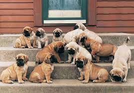 Find Mastiff Puppies In Your Area And Helpful Tips And Info All Purebred Mastiff Puppies Are From Akc Register Mastiff Dog Breeds Mastiff Puppies Mastiff Dogs
