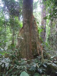 Image result for Julbernardia globiflora