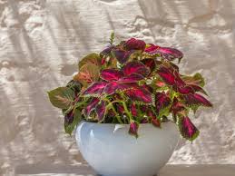 Particularly if your pots are made of a porous. Potted Shade Plants Choosing Shade Plants For Containers