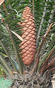 Cycads were particularly abundant and diverse during the mesozoic era, so paleobotanists often refer to the mesozoic asthe age of cycads.this is also the era during which dinosaurs were the dominant. Cycad Wikipedia