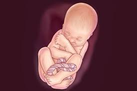 week leg born के लिए इमेज परिणाम