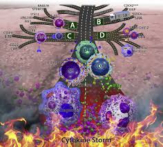 Maybe you would like to learn more about one of these? Highways To Hell Mechanism Based Management Of Cytokine Storm Syndromes Journal Of Allergy And Clinical Immunology