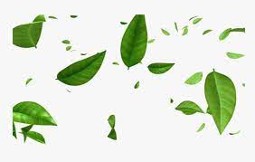 On this page you can download png images on theme: Green Leaves Png Free Image Transparent Background Leaves Png Png Download Transparent Png Image Pngitem
