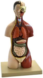 Английский размер hundreds of drawings illustrate both the underlying structure and the exterior of the face, torso, arms, legs, hands, and feet in a wide range of. Eisco Adult Torso Anatomical Model School Specialty Canada