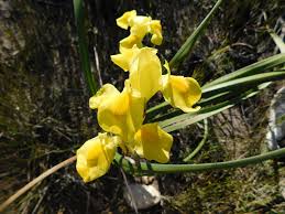 Image result for Moraea spathulata