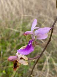 Image result for Eulophia livingstoneana