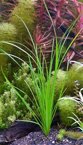 Image result for Cyperus sp. (ex Mariscus sp.no.2)