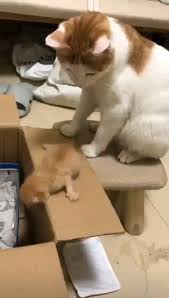 Tc Sevim Durgun Ciftelerli Adli Kullanicinin Kedi Panosundaki Pin Video Komik Hayvan Komik Kediler Komik Hayvan Videolari