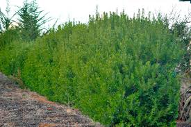 Californica have a low content of aromatic wax and thus are not used to make the scented candles associated with northern bayberry. Myrica Californica Pacific Wax Myrtle Pro 1 Landscaping
