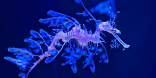 Apr 09 · 13 h. The Leafy Seadragon Is The Most Stunning Fish In The Sea Argument Over Wired