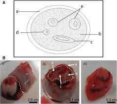 By storing both your baby's cord blood (which is rich in hematopoietic stem cells or hscs) and cord tissue (which contains mesenchymal stem cells or mscs), you're storing two types of stems cells that are a 100. Isolation Of Umbilical Cord Tissue For Dna Extraction A A Schematic Download Scientific Diagram