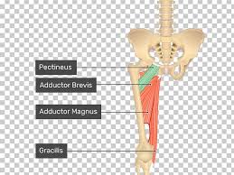 Raise leg up to ball. Pectineus Muscle Sartorius Muscle Gracilis Muscle Anatomy Png Clipart Anatomy Arm Bone Chiropractor Femur Free Png