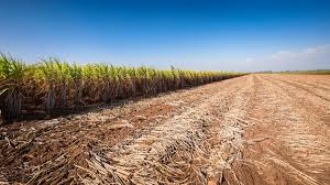 Germany’s winter barley crop up, wheat suffers from heat – farm lobby