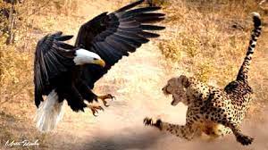 Akun jual foto bugil.per album harga 20k via pulsa. Luar Biasa Burung Elang Vs Macan Tutul Youtube