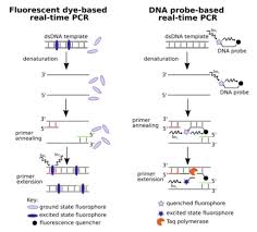In this method, rna is first transcribed into complementary dna (cdna) by reverse transcriptase from total rna or messenger rna (mrna). The Real Time Pcr Digest