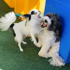 In addition to boot camp curriculum, the program includes written and. Best Dog Boot Camp Near Me July 2021 Find Nearby Dog Boot Camp Reviews Yelp