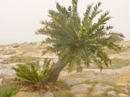 Image result for Encephalartos lebomboensis
