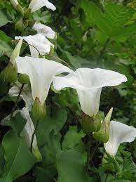 The Hedge Bindweed Or Morning Glory An Invasive Plant Owlcation Morning Glory Flowers Invasive Plants Morning Glory Vine