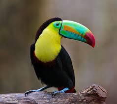 White Bird With Blue Feet Toucans Birds Toucans Colorful Birds Birds Beautiful Birds