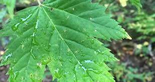 Image result for Sapindaceae
