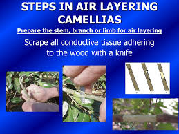 Camellias, an evergreen shrub, grow in sunset climate zones 4 to 9, 12 and 14 to 24. Ppt Camellia Propogation Powerpoint Presentation Free Download Id 2413124