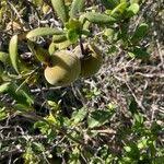 Image result for Diospyros dichrophylla