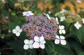 Hortensja omszona 150cm w donicy 35l za 299,00 zł i odbierz w mieście jasienica. Hortensja Omszona Hydrangea Aspera Opis Wymagania Uprawa Pielegnacja Zastosowanie Murator Pl