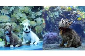 Check spelling or type a new query. Menggemaskan Anak Anak Anjing Dan Kucing Ini Kunjungi Akuarium Raksasa Yang Tutup Akibat Lockdown Virus Corona Semua Halaman Kids