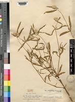 Image result for Pandiaka