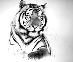 Black And White Tiger Tattoo Design
