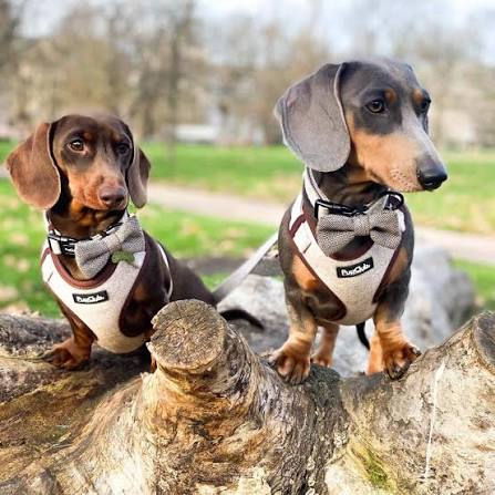 Best Harness for Dachshunds UK 2026: IVDD-Safe Guide | PupClub Couture