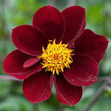 110812 348 Cosmos X Dahlia Mexican Black Jpg Alan Buckingham Dahlia Dark Flowers Dahlia Flower