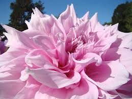 Check spelling or type a new query. Big Dinner Plate Dahlia Flower Garden Floral Baslee Troutman Photograph By Patti Baslee